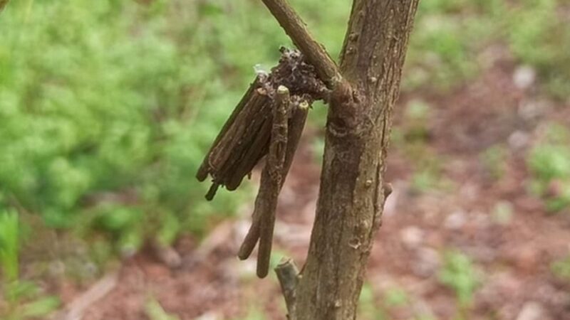 ನಾನು ಕೂಡ ಒಂದು ಜೀವಿ