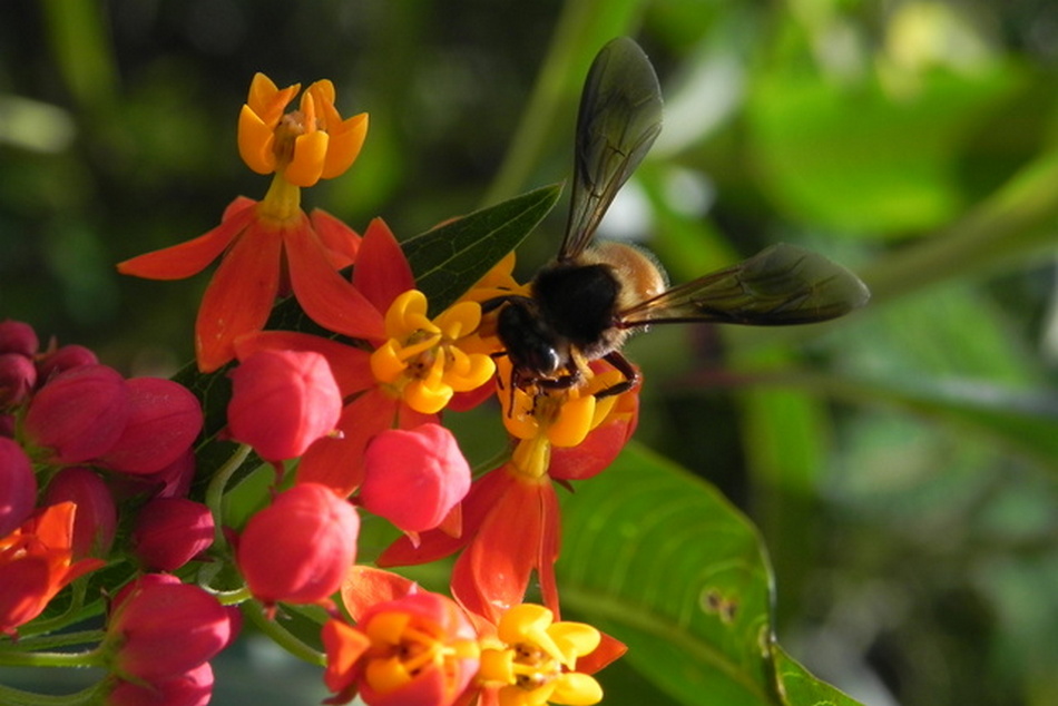 ಜೇನು ಪ್ರಪಂಚ: ಭಾಗ ೮