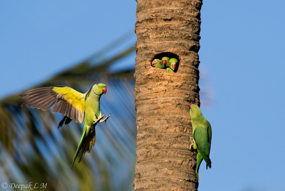 ಪ್ರಕೃತಿ ಬಿಂಬ