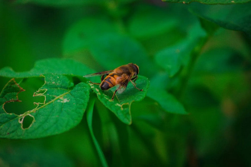 ಜೇನು ಪ್ರಪಂಚ: ಭಾಗ ೧೦