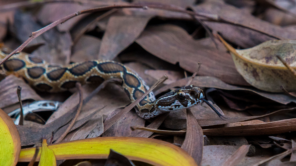 ಹಾವು ಮತ್ತು ನಾವು