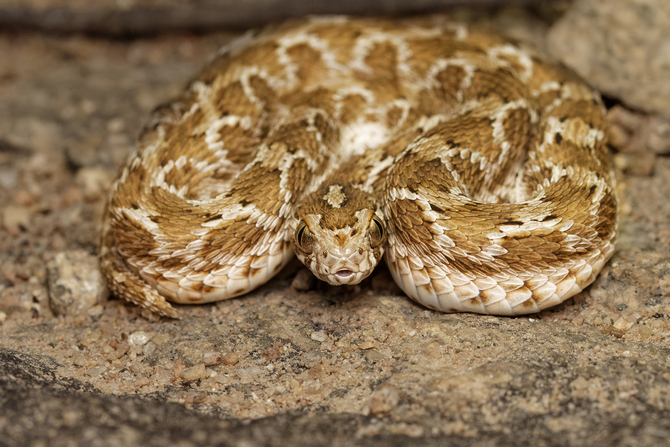 ಪ್ರಕೃತಿ ಬಿಂಬ