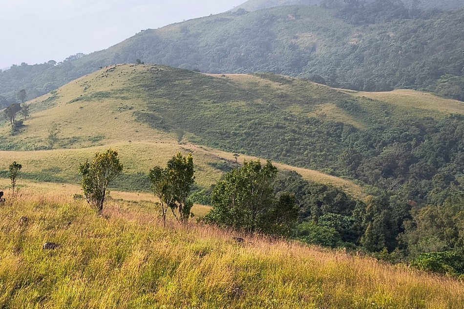 ನೀವೂ ಕಾನನಕ್ಕೆ ಬರೆಯಬಹುದು