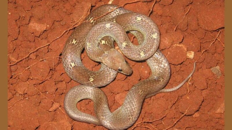 ಸಾಮಾನ್ಯ ತೋಳ ಹಾವು