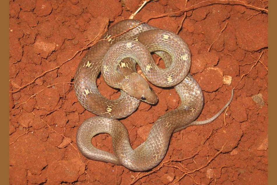 ಸಾಮಾನ್ಯ ತೋಳ ಹಾವು