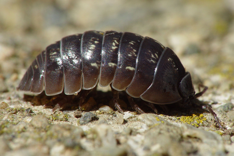 ರೈತನ ಮಿತ್ರ ಗಂಗೆ ಹುಳು