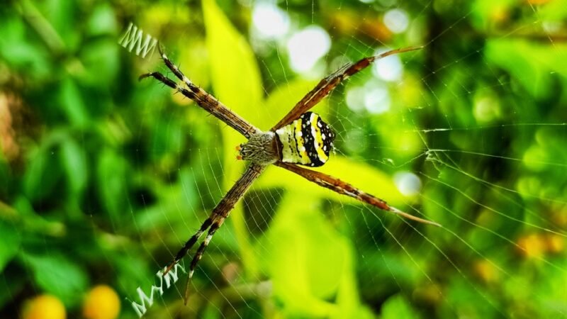 ಜೇಡಗಳ ಜಾಡಿನಲ್ಲಿ