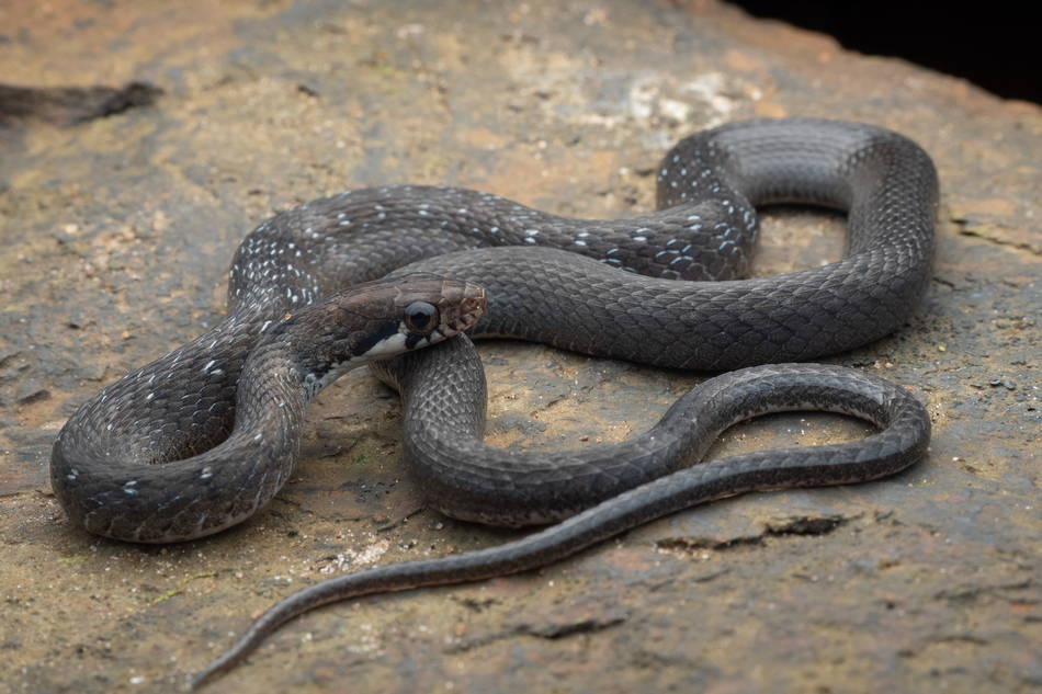 ಪ್ರಕೃತಿ ಬಿಂಬ