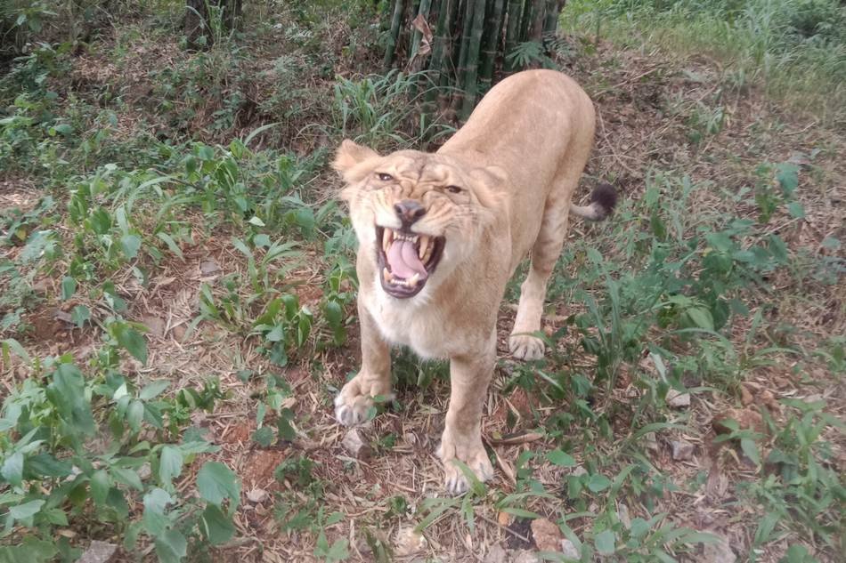 ನೀವೂ ಕಾನನಕ್ಕೆ ಬರೆಯಬಹುದು