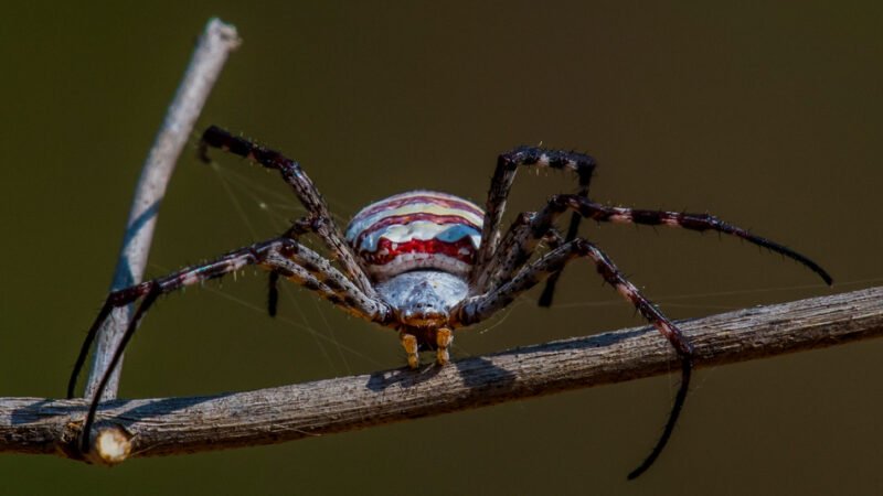 ಜೇಡಗಳ ಜಾಡಿನಲ್ಲಿ