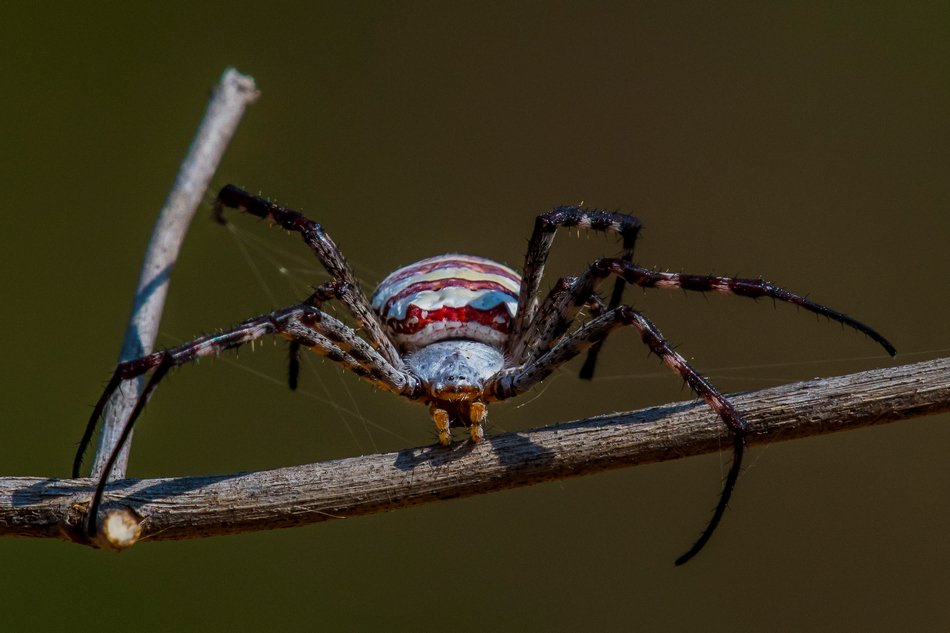 ಜೇಡಗಳ ಜಾಡಿನಲ್ಲಿ