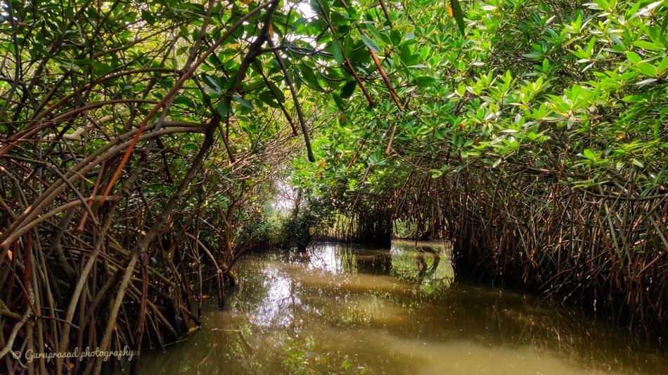 ಕಡಲ ತಡಿಯ ರಕ್ಷಕ ಕಾಂಡ್ಲಾವನ