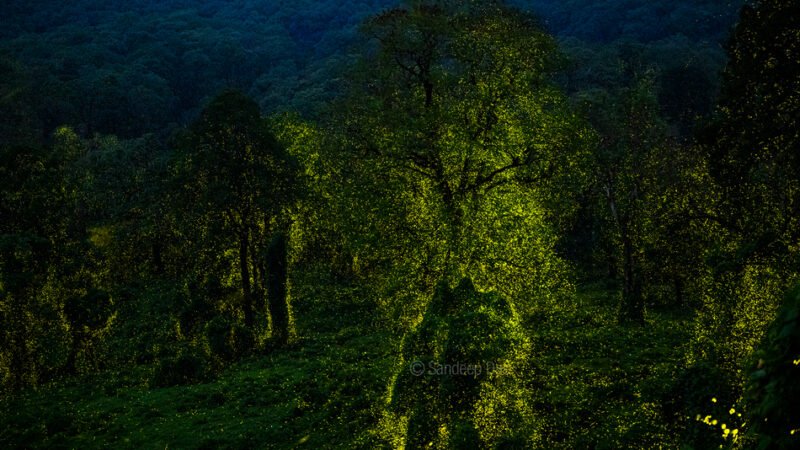 ಮಿಂಚು ಹುಳುದ ಮಾಯಾ ಜಗತ್ತು