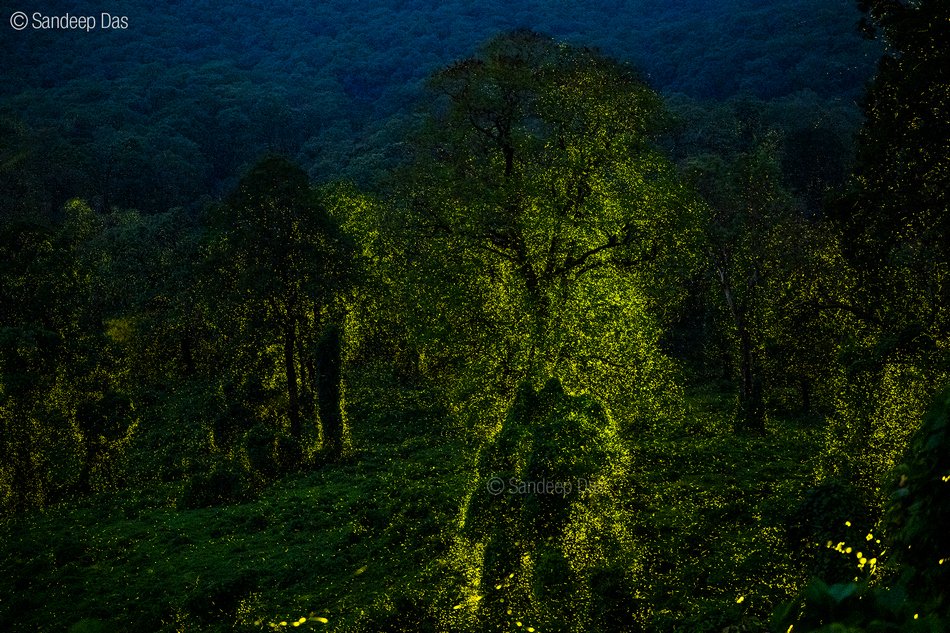 ಮಿಂಚು ಹುಳುದ ಮಾಯಾ ಜಗತ್ತು