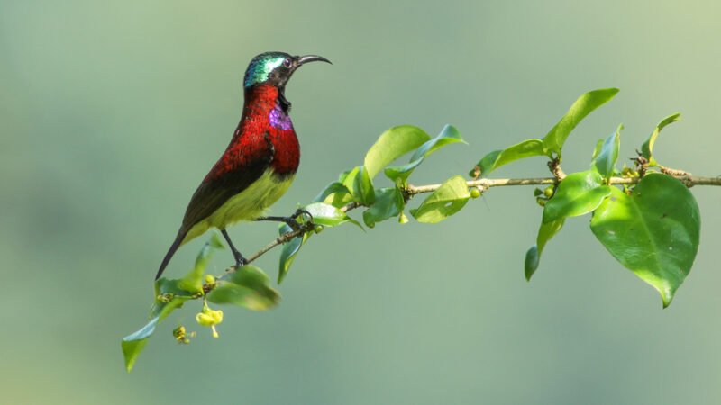 ಪ್ರಕೃತಿ ಬಿಂಬ