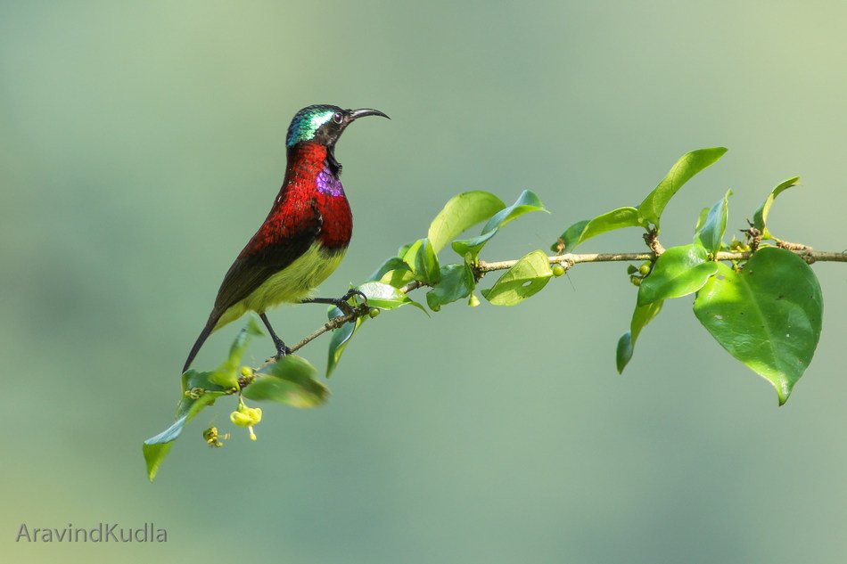 ಪ್ರಕೃತಿ ಬಿಂಬ