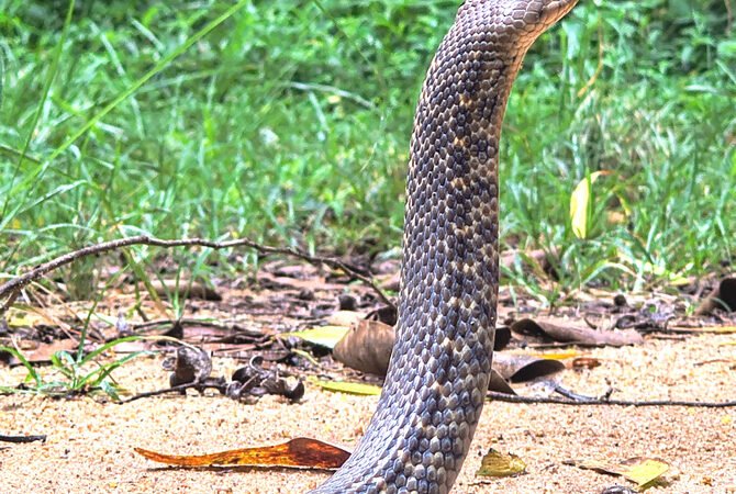 ಕಾನನ – ಆಗಸ್ಟ್ – 2025