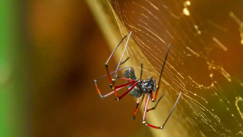 ಬೆರಗುಗೊಳಿಸುವ ಸೂಕ್ಷ್ಮ ಪ್ರಜ್ಞೆಯ ಜೇಡ