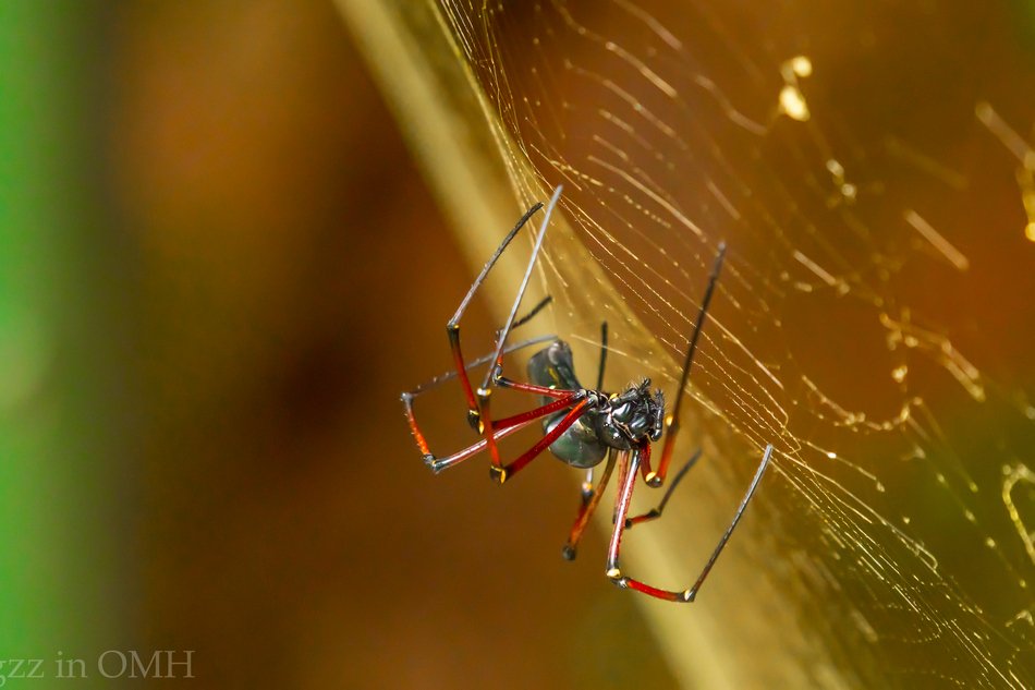 ಬೆರಗುಗೊಳಿಸುವ ಸೂಕ್ಷ್ಮ ಪ್ರಜ್ಞೆಯ ಜೇಡ