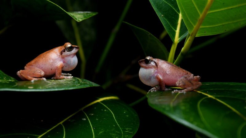 ಕಪ್ಪೆಗಳ ಜೀವನಕ್ರಮ