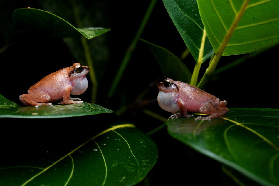 ಕಪ್ಪೆಗಳ ಜೀವನಕ್ರಮ