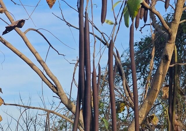 ವನಸುಮ – ಕಕ್ಕೆ ಮರ