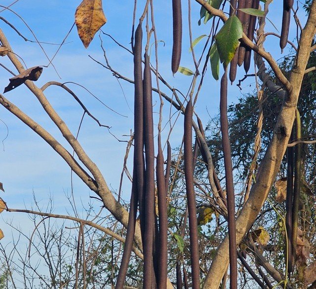 ವನಸುಮ – ಕಕ್ಕೆ ಮರ