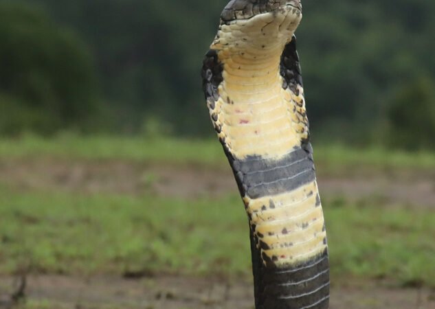 ಕಾನನ – ಸೆಪ್ಟೆಂಬರ್ – 2025