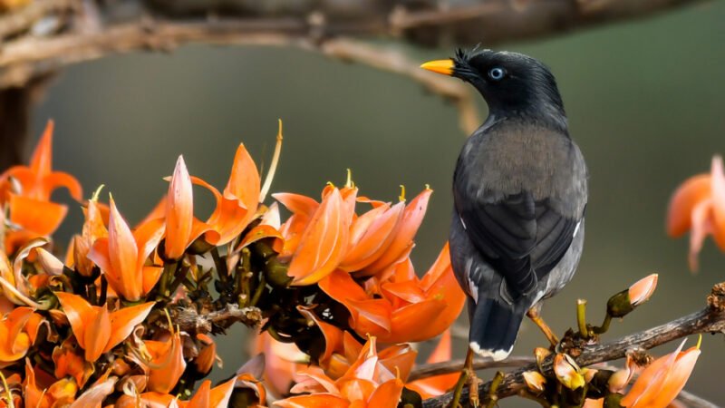 ವನಸುಮ – ಮುತ್ತುಗ