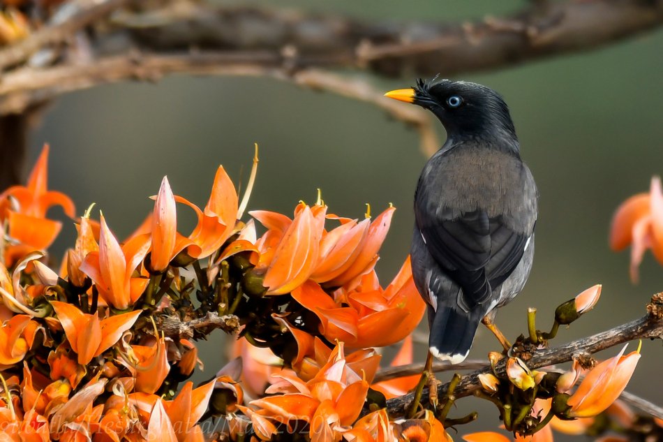 ವನಸುಮ – ಮುತ್ತುಗ