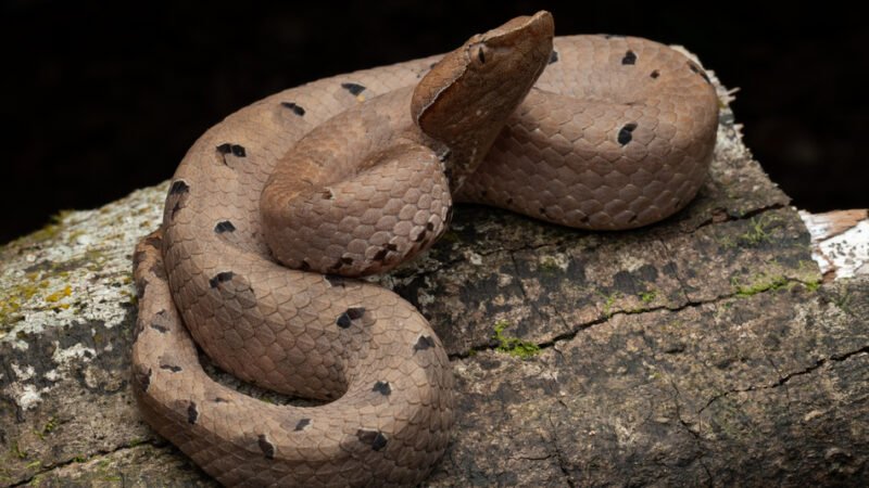 ಪ್ರಕೃತಿ ಬಿಂಬ