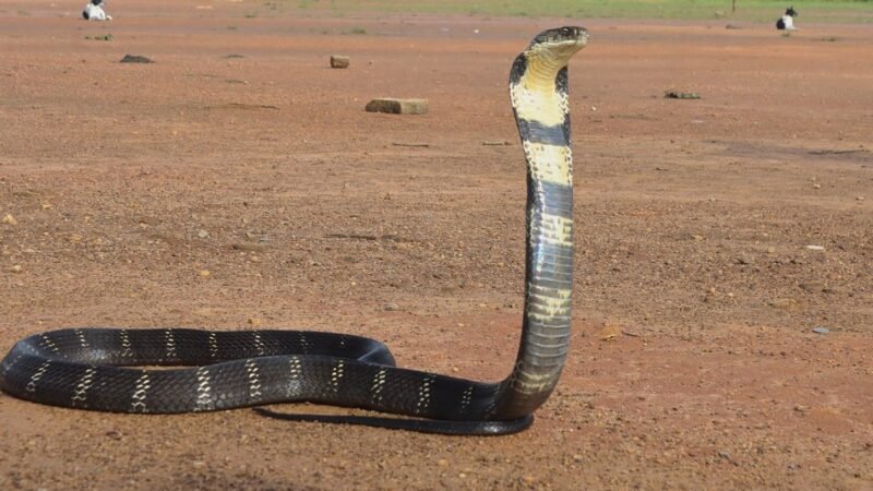 ಭಯಾನಕ ವಿಷದ ಕಾಳಿಂಗ ಸರ್ಪ