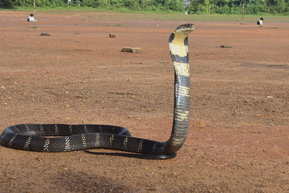 ಭಯಾನಕ ವಿಷದ ಕಾಳಿಂಗ ಸರ್ಪ