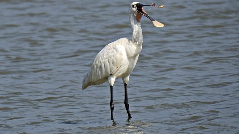ಚಮಚ ಆಕಾರದ ಕೊಕ್ಕಿನ ವಿಶಿಷ್ಟ ಹಕ್ಕಿ