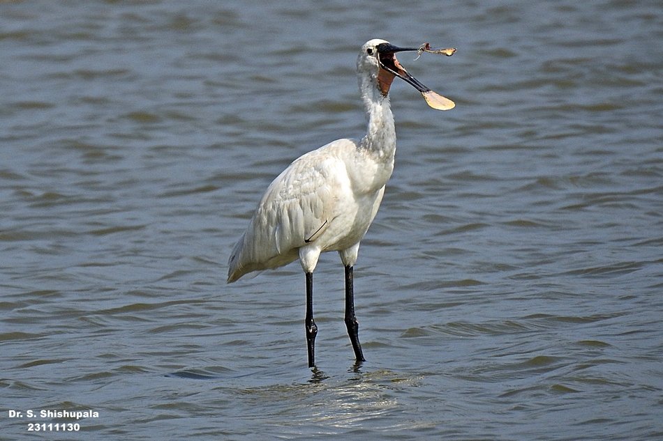 ಚಮಚ ಆಕಾರದ ಕೊಕ್ಕಿನ ವಿಶಿಷ್ಟ ಹಕ್ಕಿ