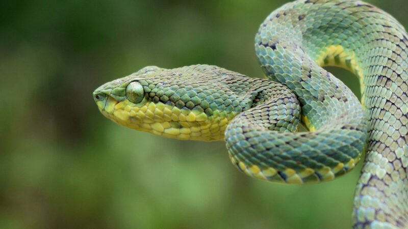 ಕಾನನ – ಅಕ್ಟೋಬರ್ – 2025