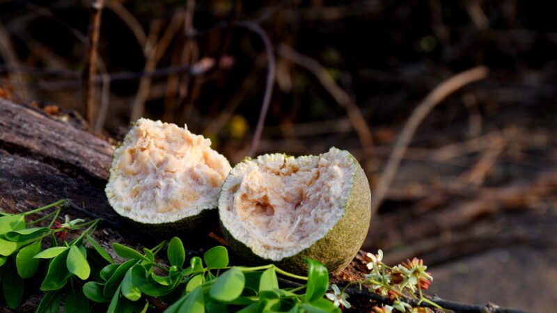 ವನಸುಮ – ಬೇಲದಮರ