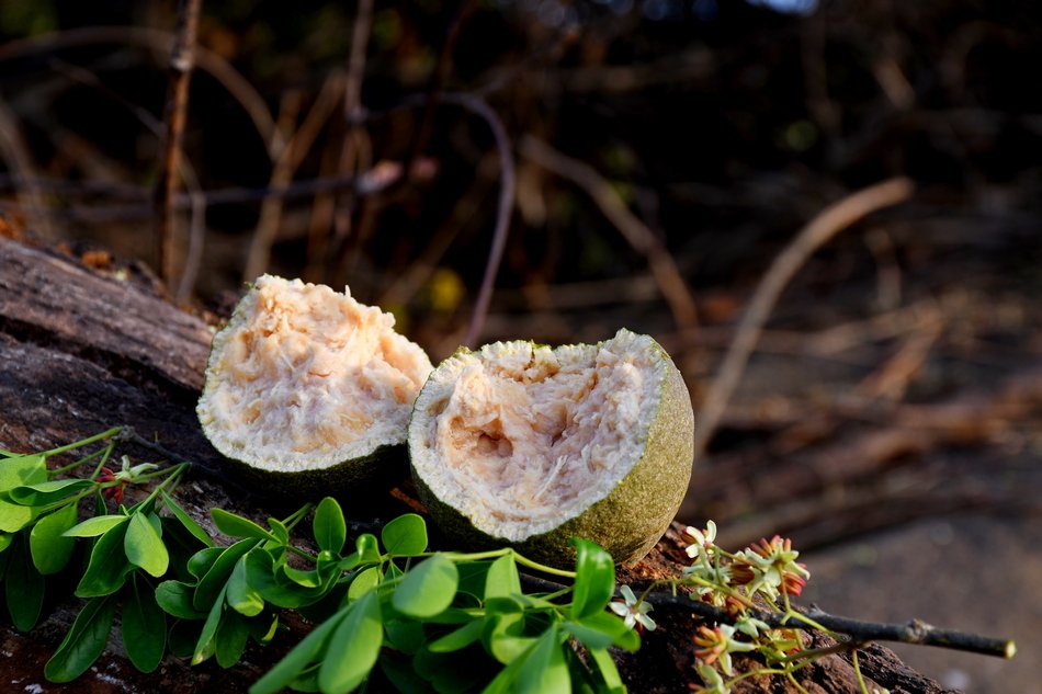 ವನಸುಮ – ಬೇಲದಮರ