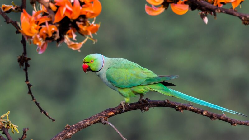 ಪ್ರಕೃತಿ ಬಿಂಬ