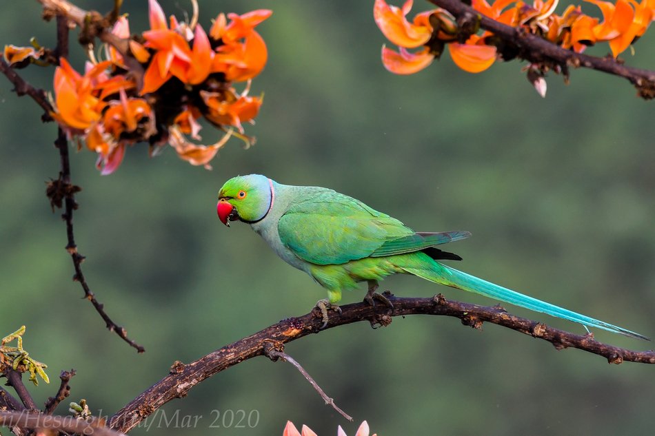 ಪ್ರಕೃತಿ ಬಿಂಬ