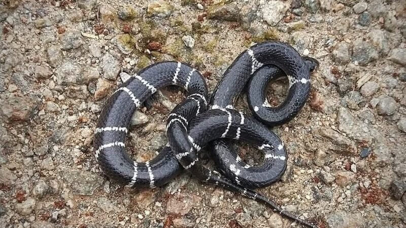 ಸೈಲೆಂಟ್ ಕಿಲ್ಲರ್