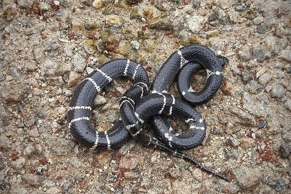 ಸೈಲೆಂಟ್ ಕಿಲ್ಲರ್