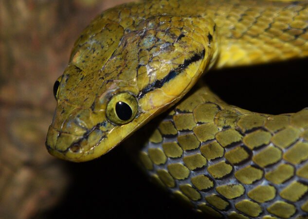 ಕಾನನ – ನವೆಂಬರ್ – 2025