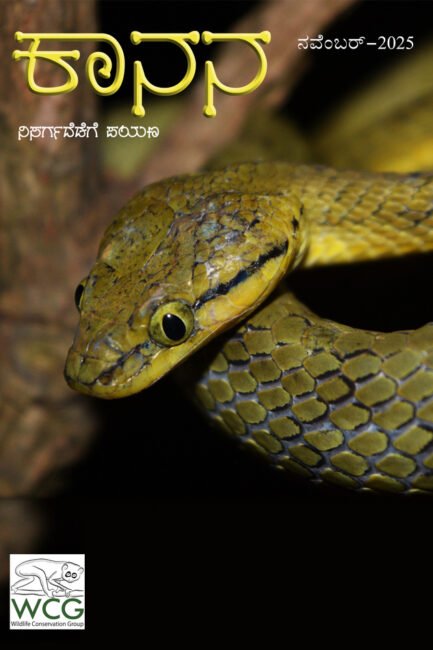 ಕಾನನ – ನವೆಂಬರ್ – 2025