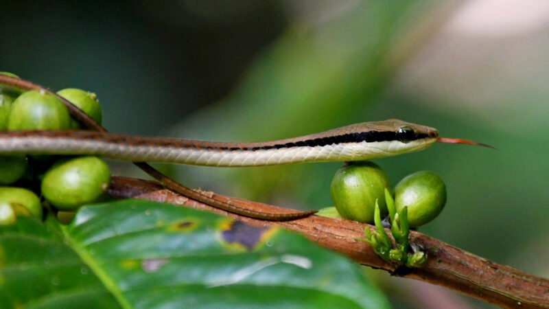 ಪ್ರಕೃತಿ ಬಿಂಬ