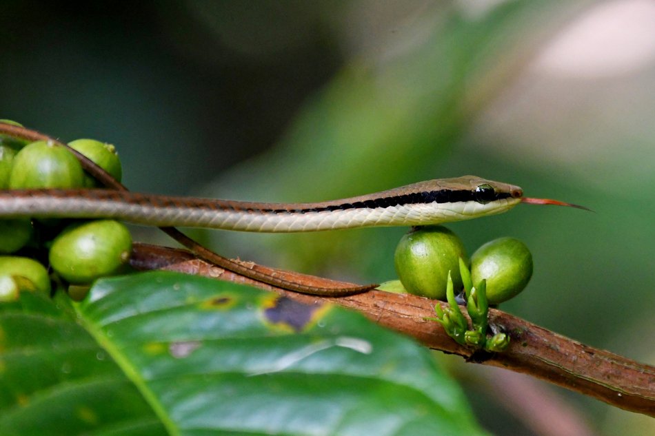 ಪ್ರಕೃತಿ ಬಿಂಬ