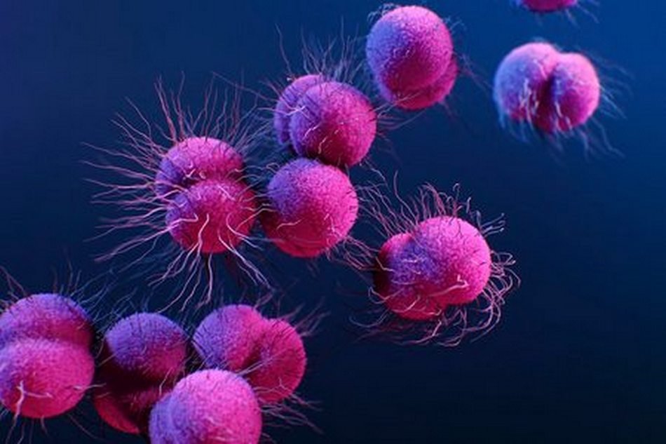 ಕಾಪಾಡುವ ಕರುಳಿನ ಸೂಕ್ಷ್ಮಜೀವಿಗಳು. . .