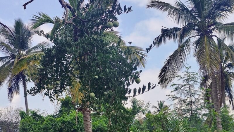 ವನಸುಮ – ಬಿಲ್ವಪತ್ರೆ ಮರ