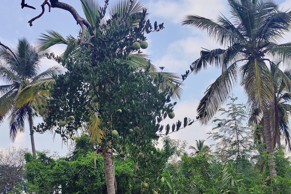 ವನಸುಮ – ಬಿಲ್ವಪತ್ರೆ ಮರ