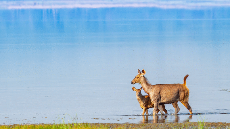 ಕಾಡಿನ ನಡುವೆ ಕಂಡ ಕಡವೆ